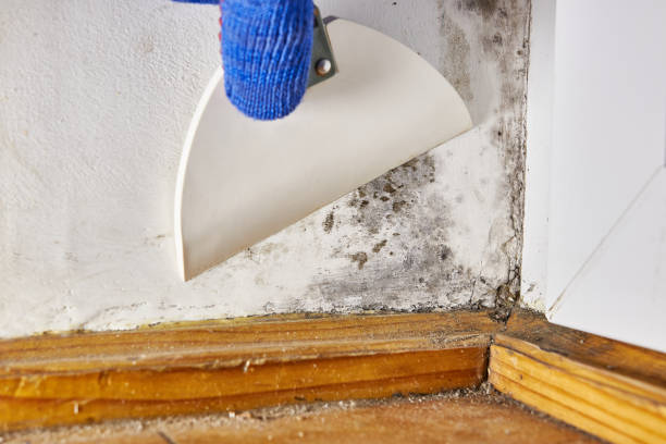 Best Water Damage & Mold Remediation  in USA